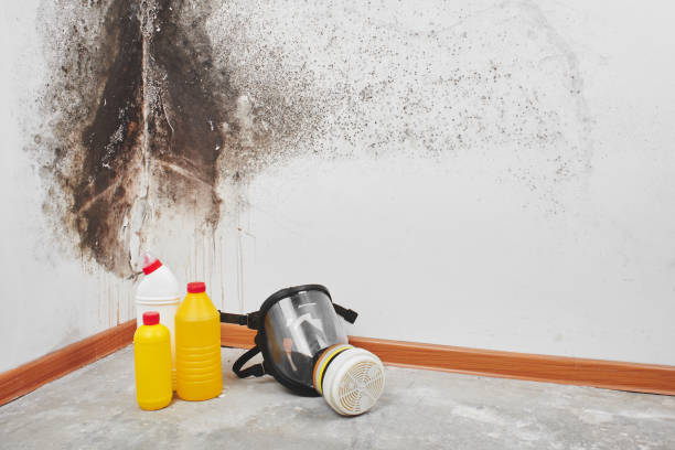 Best Certified Mold Removal  in Highlands, CA