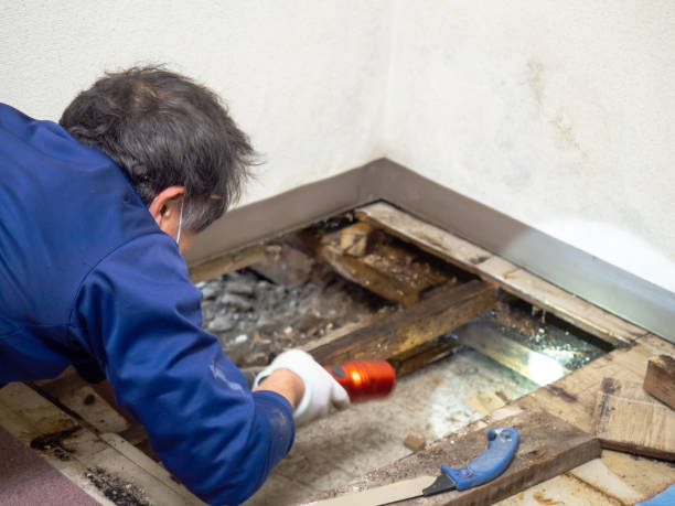 Best Black Mold Removal  in Highlands, CA