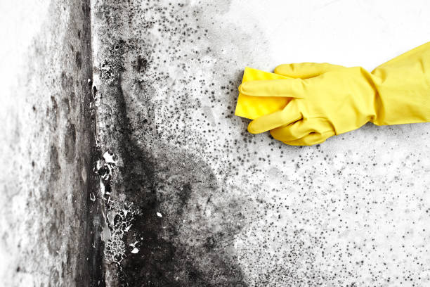 Best Same-Day Mold Removal  in Highlands, CA