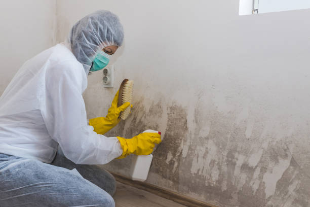 Best Mold Testing and Removal  in Highlands, CA