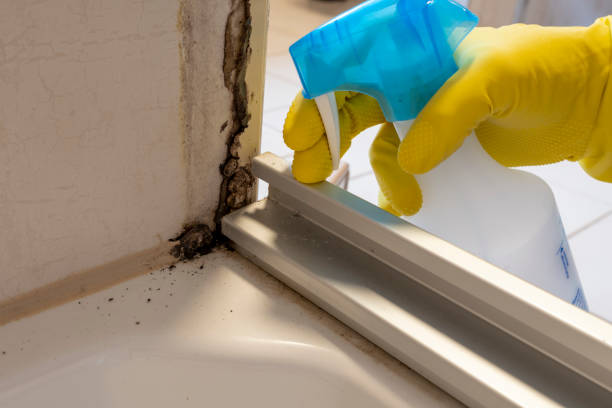 Best Certified Mold Removal  in Highlands, CA