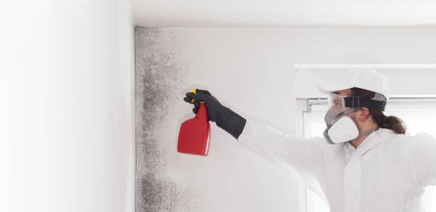 Certified Mold Removal in Highlands, CA