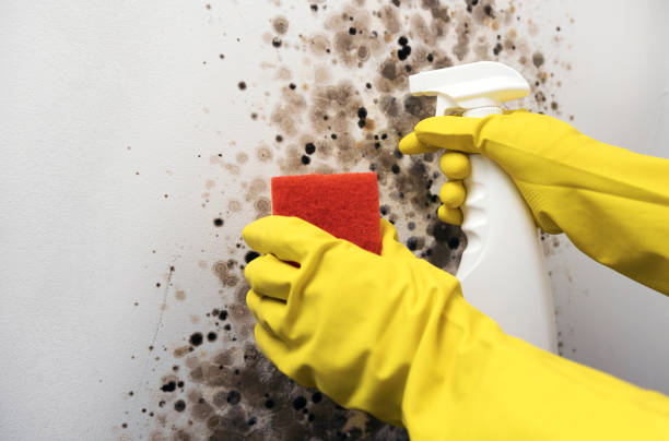 Best Mold Testing  in Highlands, CA