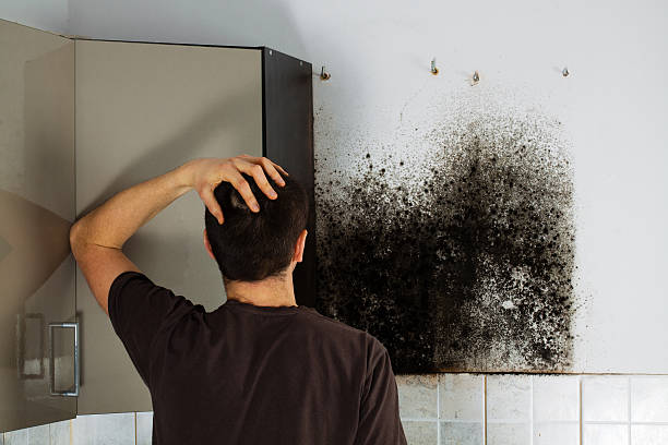 Best Fast Mold Removal  in Highlands, CA
