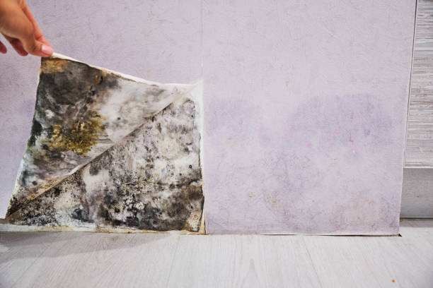 Mold Testing and Removal in Highlands, CA